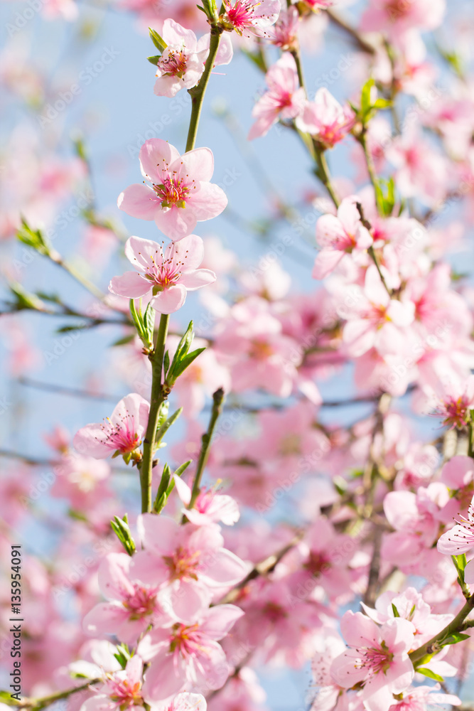 Naklejka premium Piękno różowy miękki kwiat na gałęzi wiśni wiosną