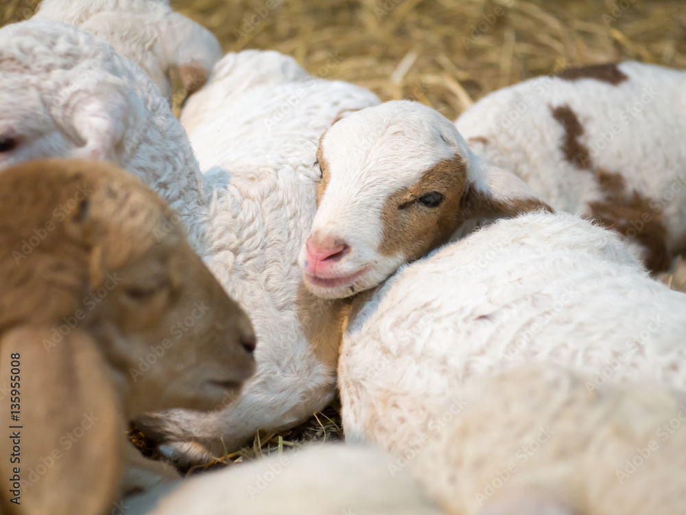 Fototapeta premium Sheep looking at the camera and smiling
