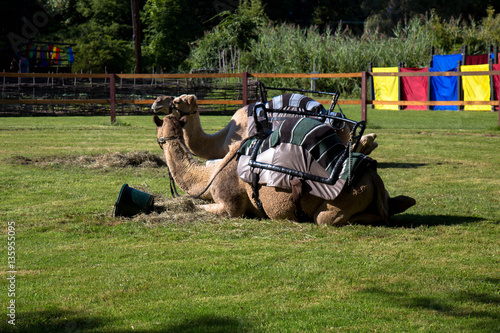 Camels1