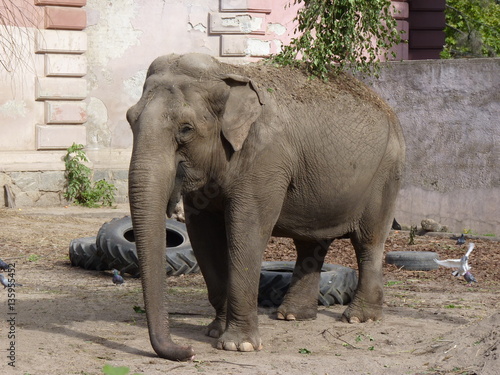 The female elephant