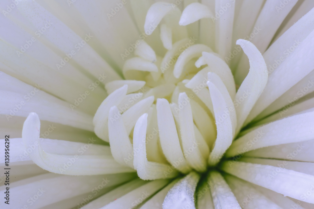Flower Macro Flower Macro