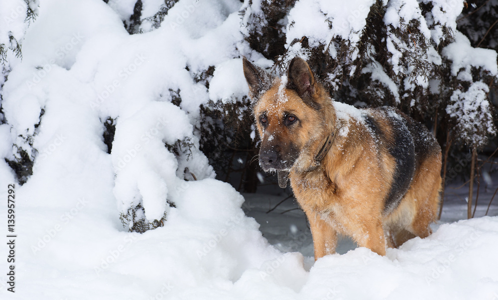 Portrait of the German shepherd on the nature of the winter in the snow Portrait of the German shepherd on the nature of the winter in the snow