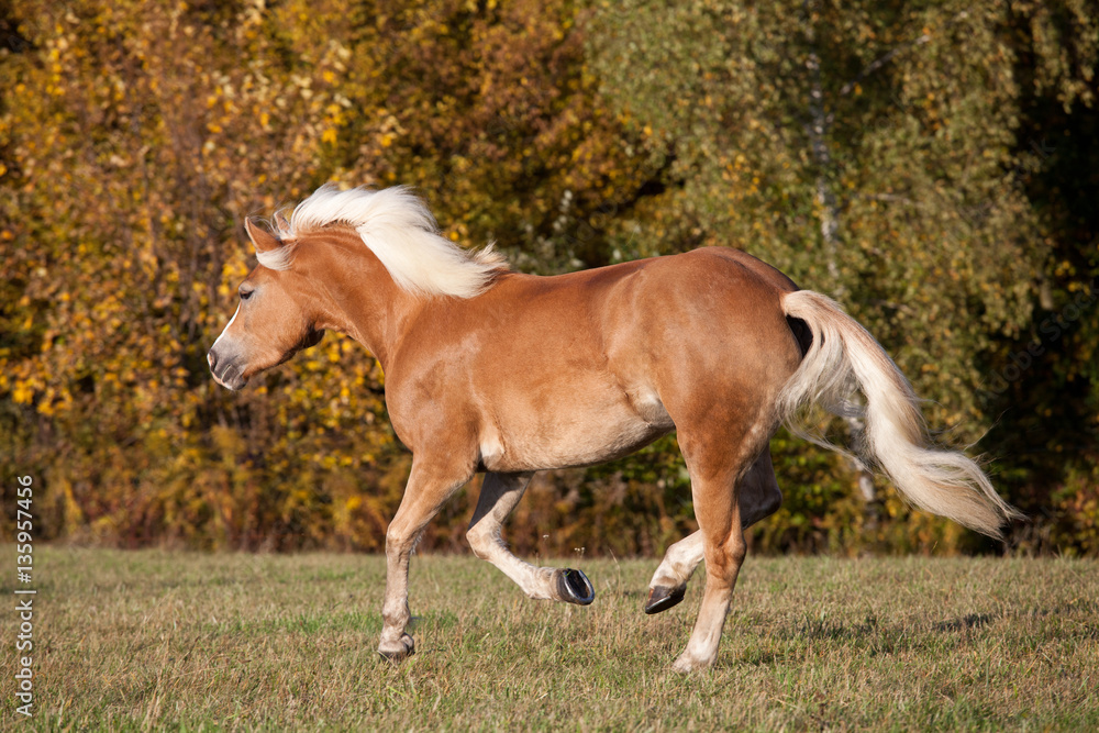 Fototapeta premium Nice haflinger running on meadow
