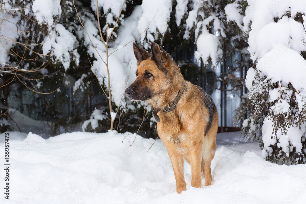 Portrait of the German shepherd on the nature of the winter in the snow Portrait of the German shepherd on the nature of the winter in the snow