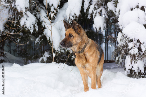 Portrait of the German shepherd on the nature of the winter in the snow
