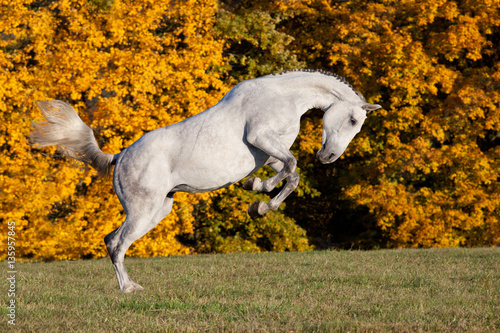 Fototapeta Naklejka Na Ścianę i Meble -  Nice white horse running on meadow