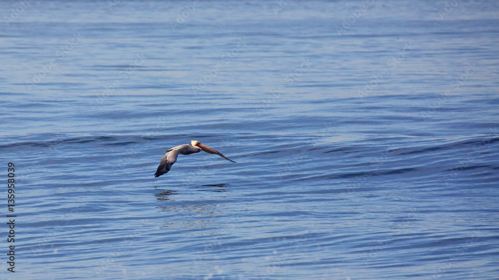 Brown pelican glides low over a calm Pacific Ocean Brown pelican glides low over a calm Pacific Ocean
