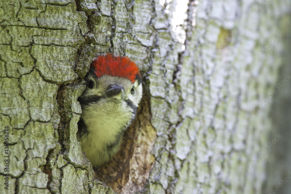 Young woodpecker Young woodpecker