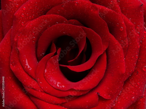 The bud of a red rose