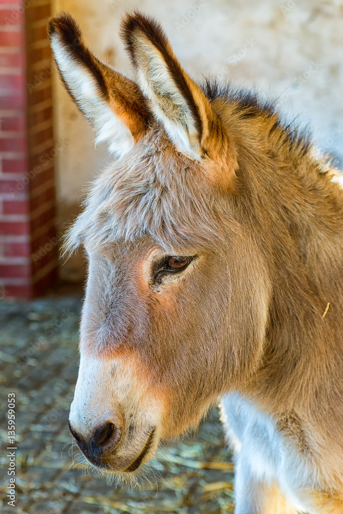 The large head of a donkey with big ears The large head of a donkey with big ears