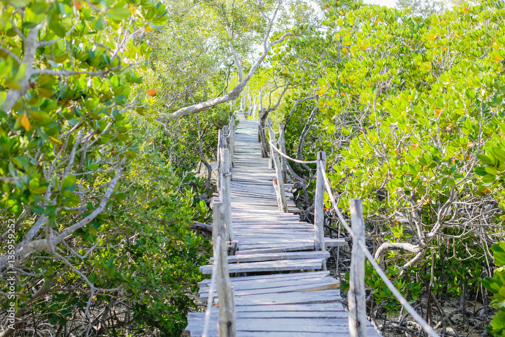 Fototapeta premium Mangroves. Mida Creek. Watamu, Kenya.