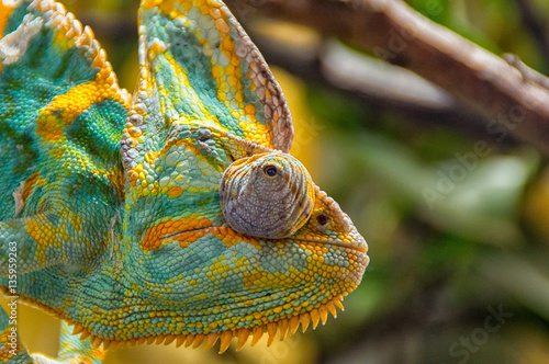 The colorful Chameleon sitting on a branch