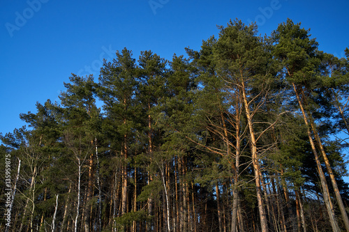 Pine forest.