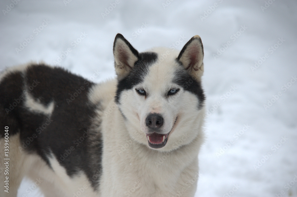 Schlittenhund