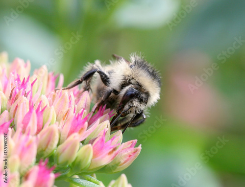 small striped bee sitting on pink flowers and collects nectar © nataba