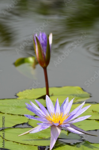 bright blossom lotus flower