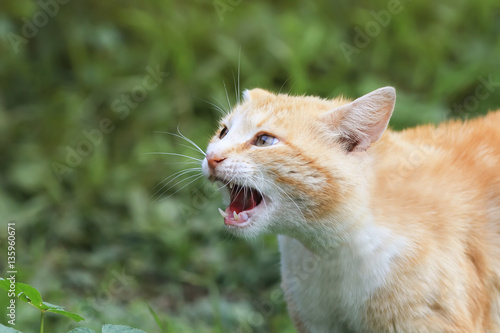 red cat threateningly opened mouth with big teeth