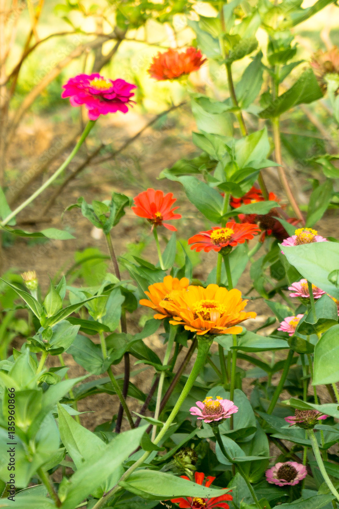 Zinnias Blooming in the Garden Zinnias Blooming in the Garden
