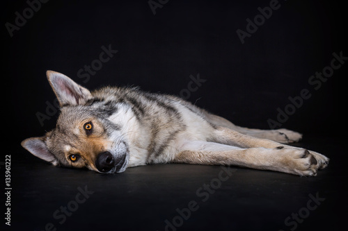 Wolfdog isolated on black background