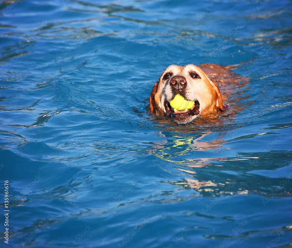  a dog having fun at a local public pool