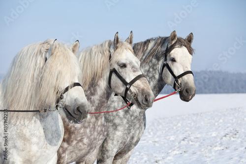 Fototapeta Naklejka Na Ścianę i Meble -  Portrait of three big imposing horses