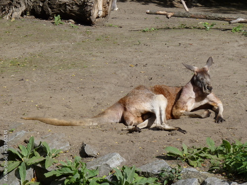 Happy kangaroo lying on the sand © gregoryfish