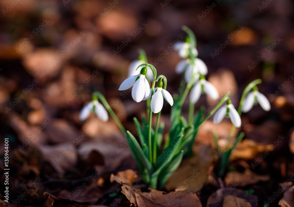 Spring snowdrop flowers blooming in sunny day Spring snowdrop flowers blooming in sunny day