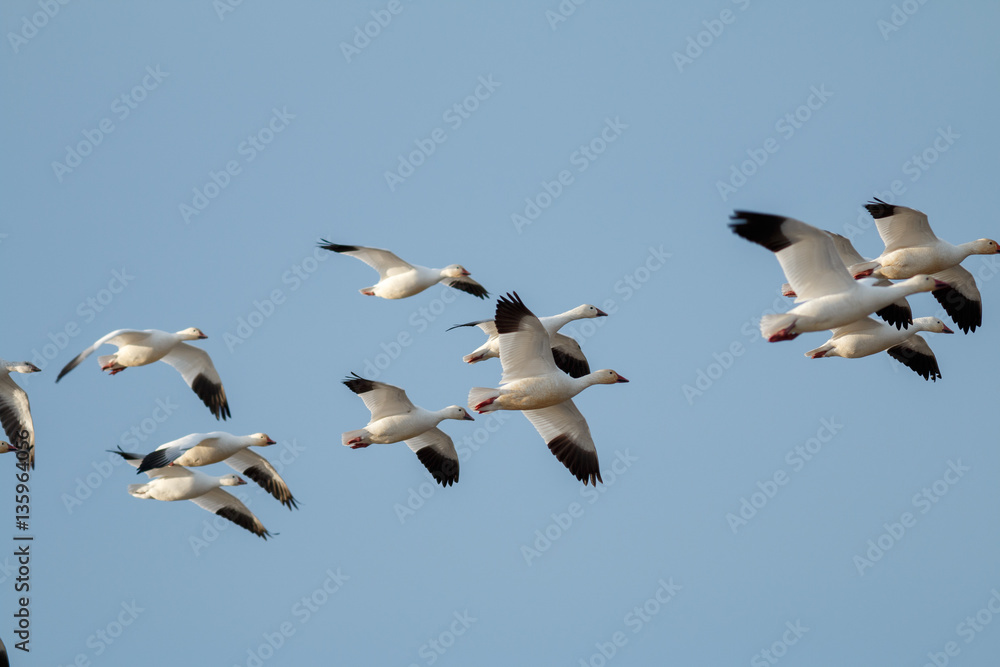 Snow geese migration Snow geese migration