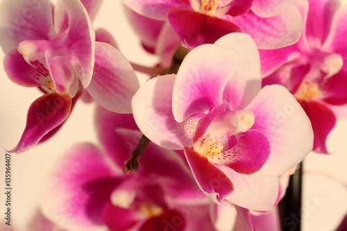Bunte Blüte der Orchideen