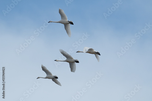 Tundra swan migration