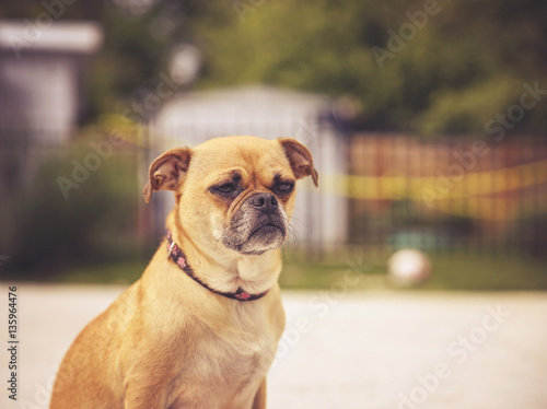 a cute chihuahua pug - chug - looking off in the distance in a b