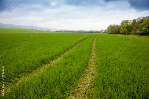 Agricultural rural background. Panoramic view to spring landscape with a field of green winter wheat seedlings
