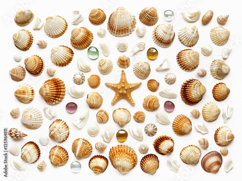 pattern of exotic seashells. Isolated on white