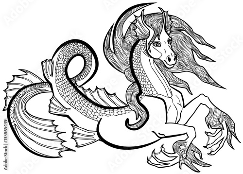 Vector illustration of hippocampus or kelpie fantasy horse black and white photo