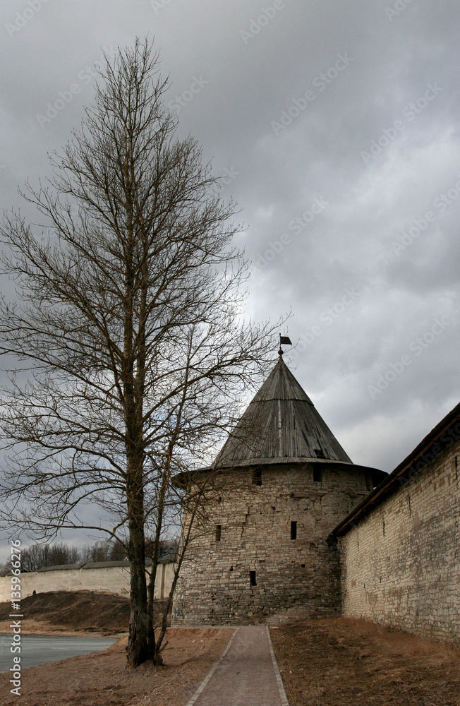 Fototapeta premium The tree and the Flat Tower of Pskov Kremlin, Pskov, Russia.