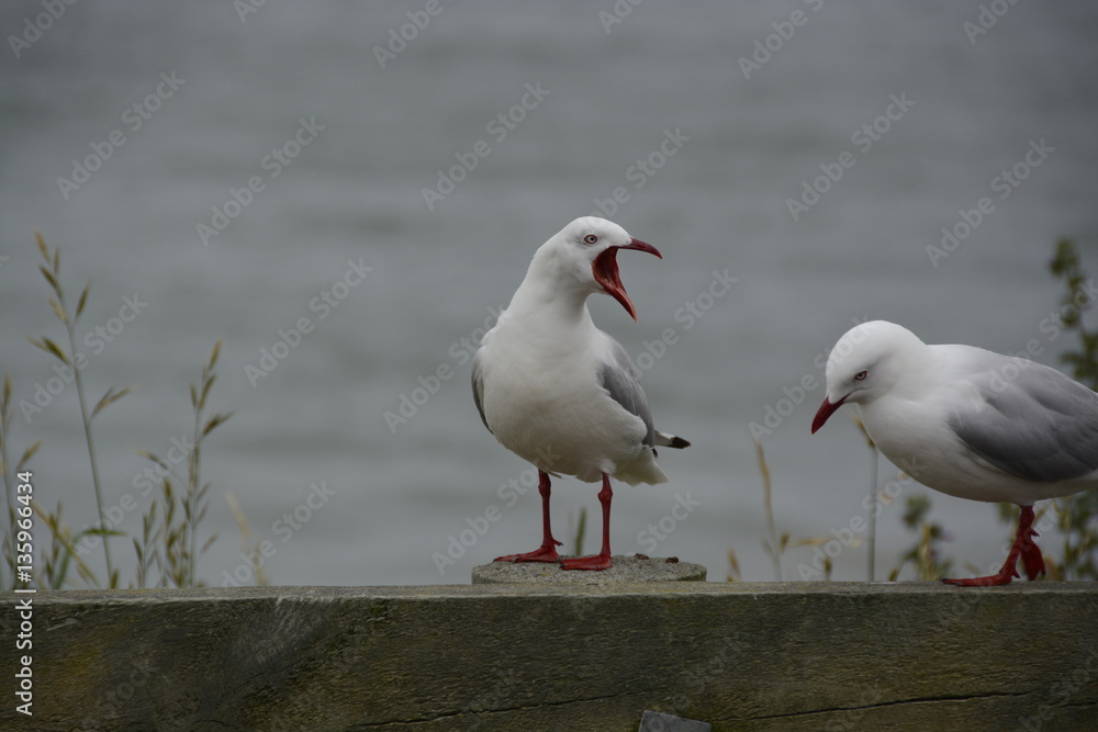 Eine Möwe schreit die andere an Eine Möwe schreit die andere an