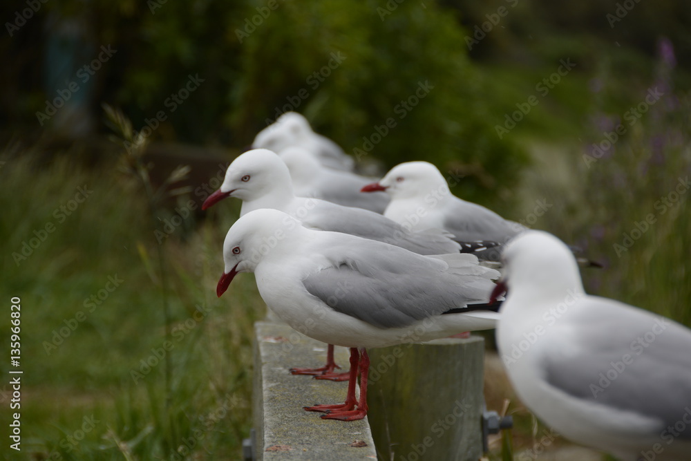 Möwen stehen nebeneinander Möwen stehen nebeneinander