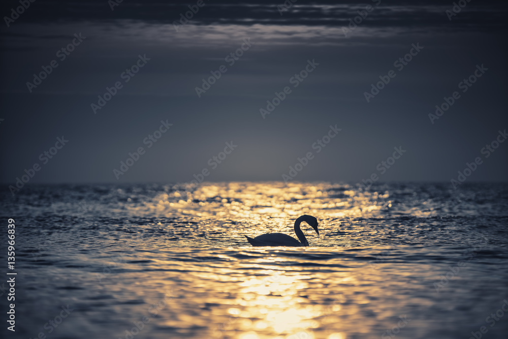Naklejka premium White swan in the sea with blue dark background on the sunrise.