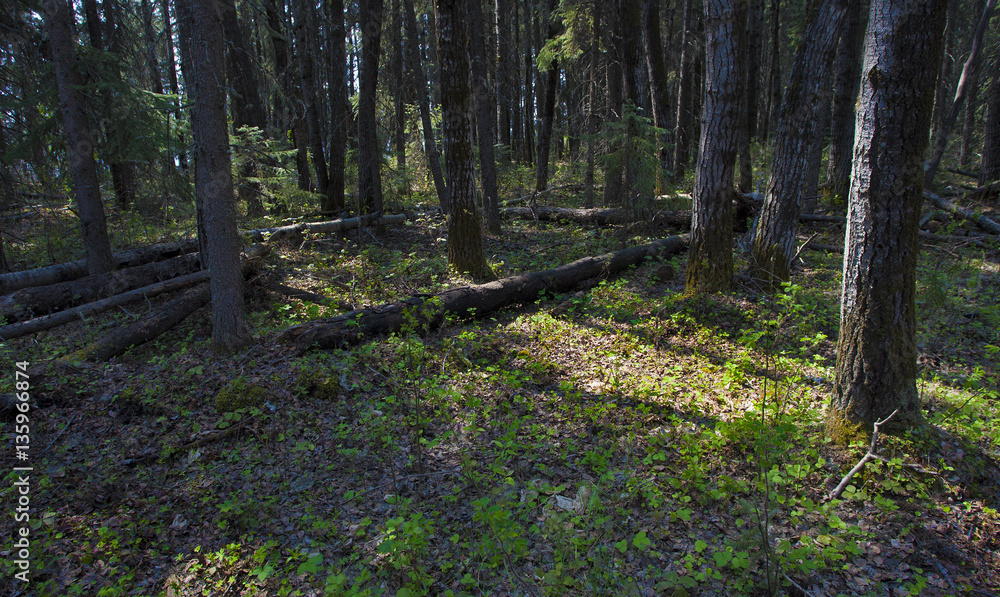 Fototapeta premium Morning light in a forest