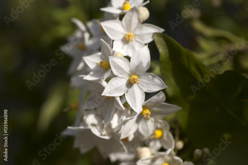 Jasminblütiger Nachtschatten
