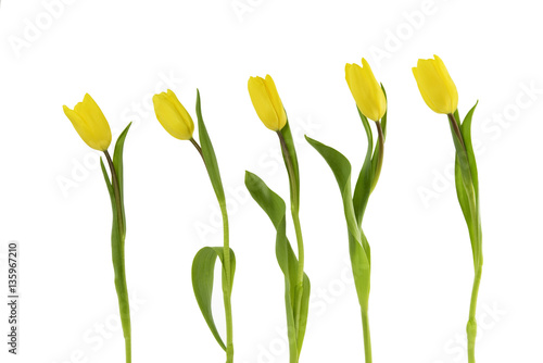 Fototapeta Naklejka Na Ścianę i Meble -  Frühlingsblumen Tulpen auf Weiß