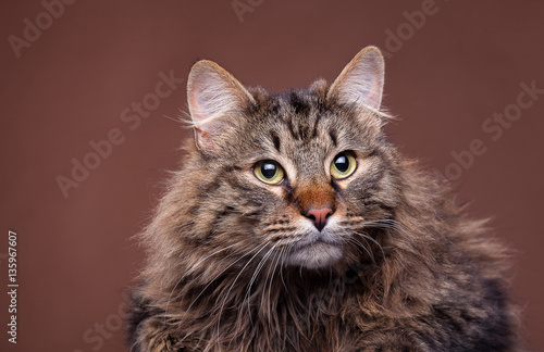 Beautiful maine coon breed cat on brown background © DC Studio