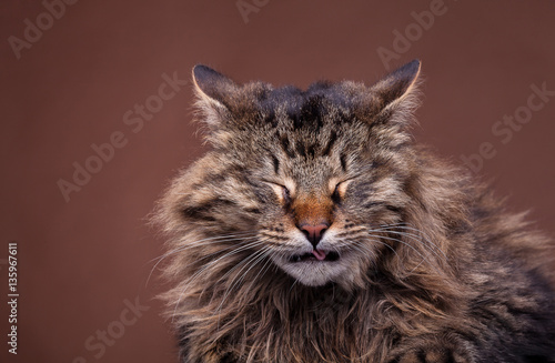 Fototapeta Naklejka Na Ścianę i Meble -  Sneezing maine coon breed cat