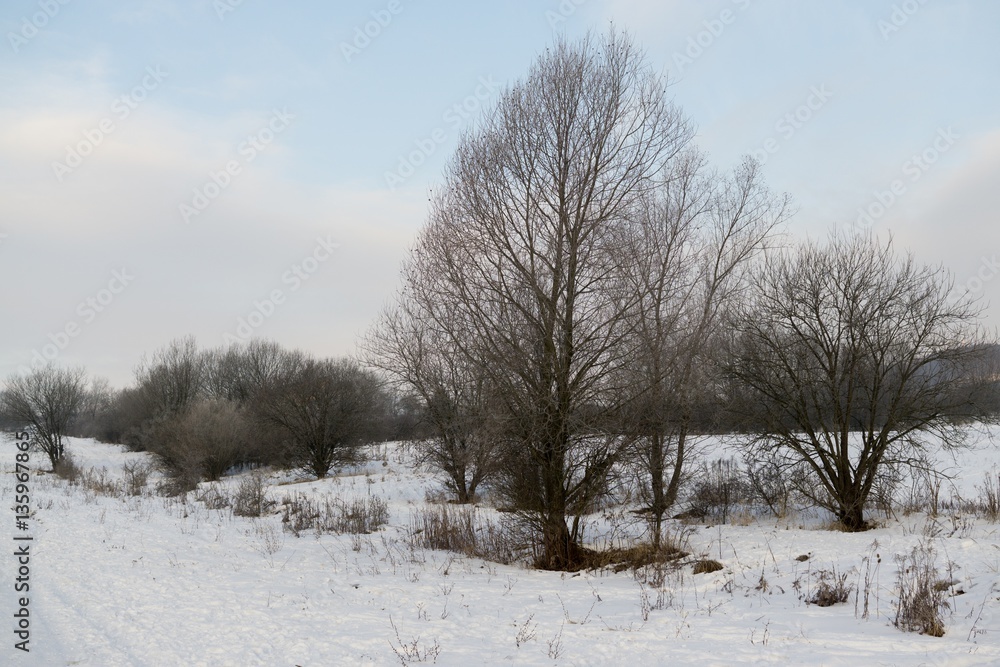 Frozen trees covered by snow and ice. Slovakia Frozen trees covered by snow and ice. Slovakia