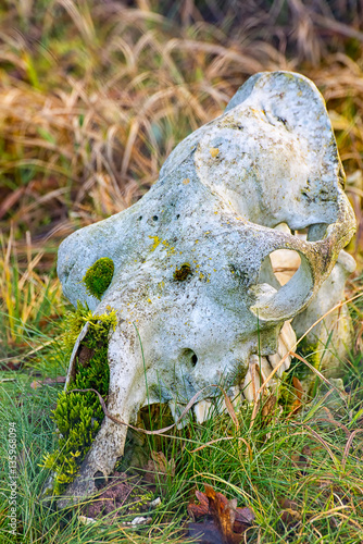 The skull of an animal in the grass