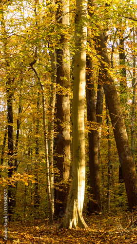 Golden Beech Forest in Fall