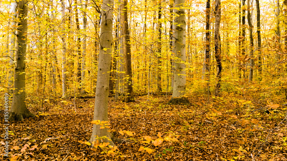 Obraz premium Golden Beech Forest in Fall