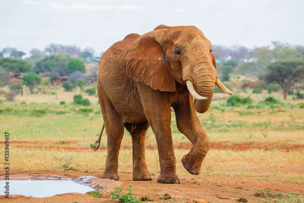 Red Elephant in Tsavo East National Park. Kenya.