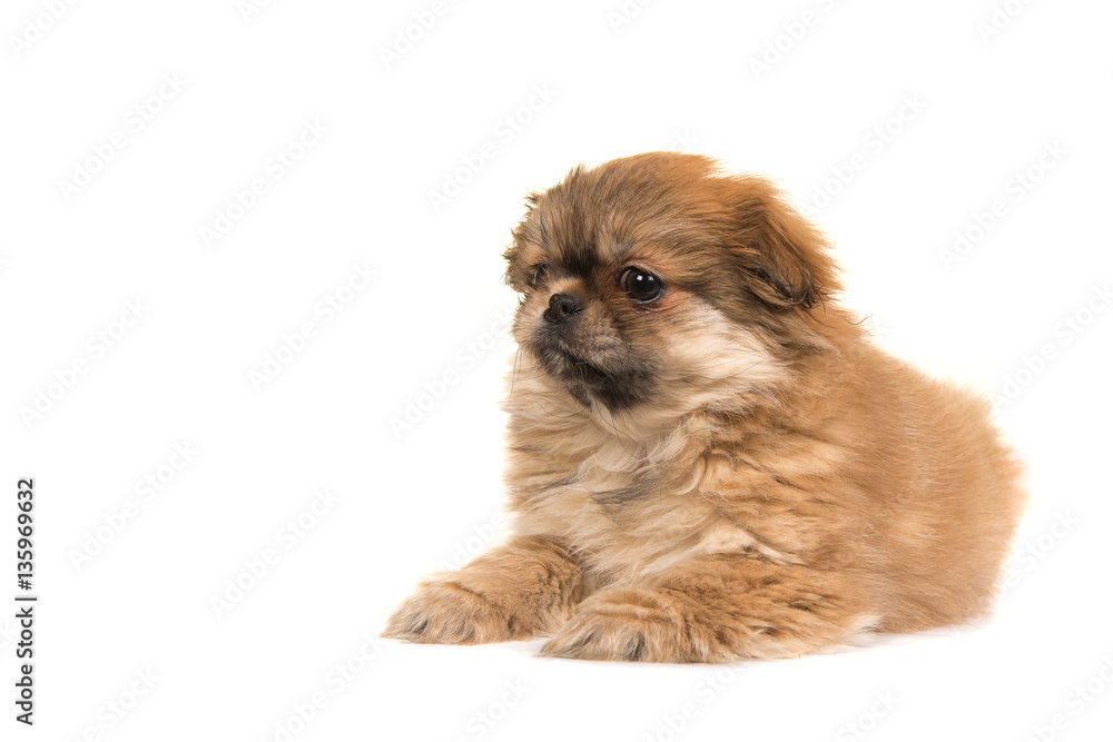 Cute lying on the floor fluffy tibetan spaniel puppy seen from the side isolated on a white background