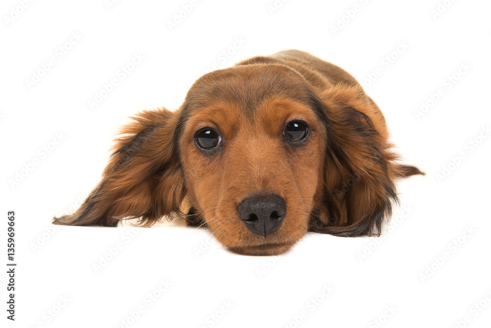 Long haired badger-dog puppy lying on the floor seen from the front with its head on the floor facing the camera isolated on a white background